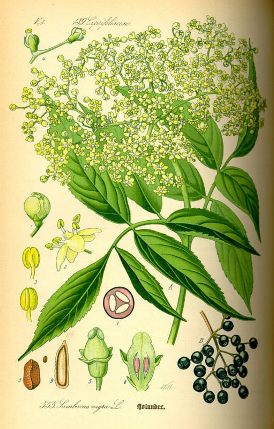 Prof. Dr. Otto Wilhelm Thomé Flora von Deutschland, Österreich und der Schweiz 1885