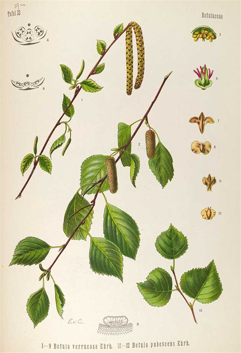 Köhler's Medizinal-Pflanzen in naturgetreuen Abbildungen mit kurz erläuterndem Texte 1887