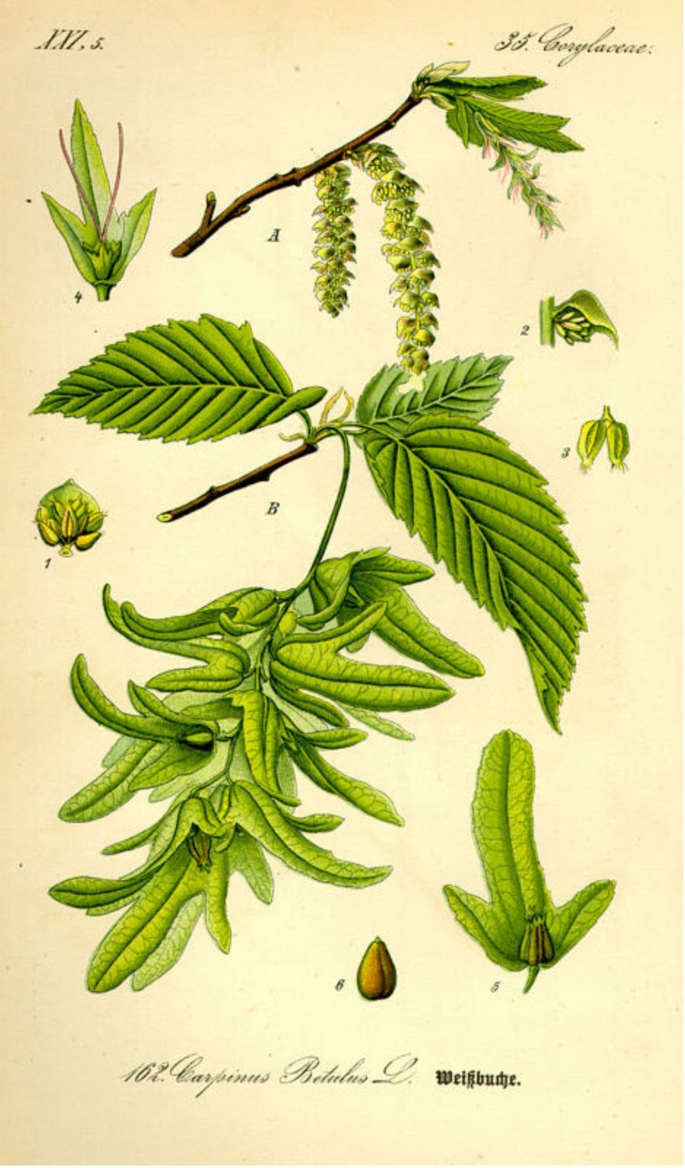 Prof. Dr. Otto Wilhelm Thomé Flora von Deutschland, Österreich und der Schweiz 1885