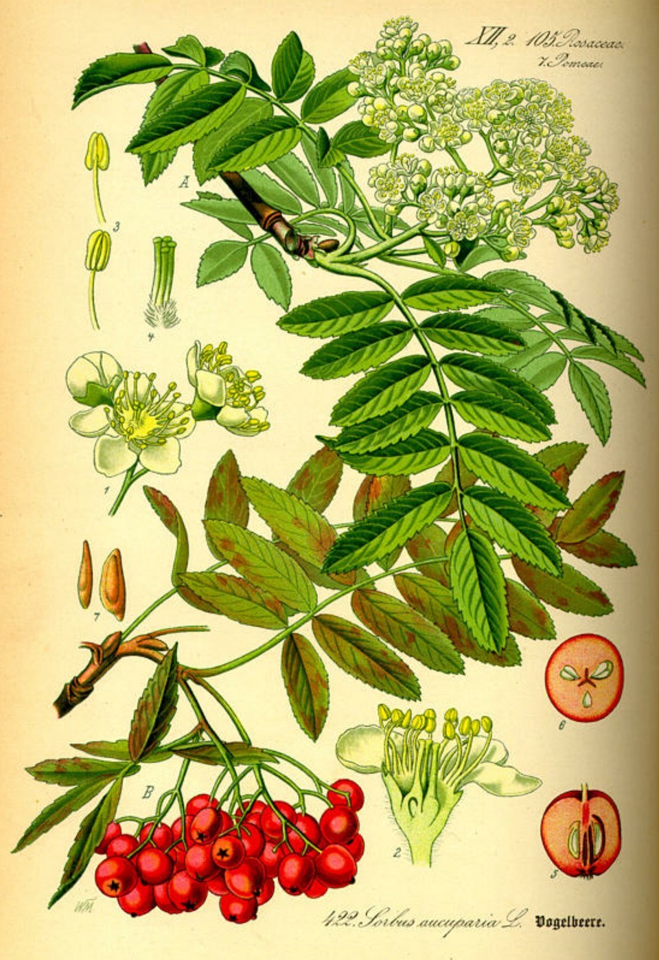 Prof. Dr. Otto Wilhelm Thomé Flora von Deutschland, Österreich und der Schweiz 1885