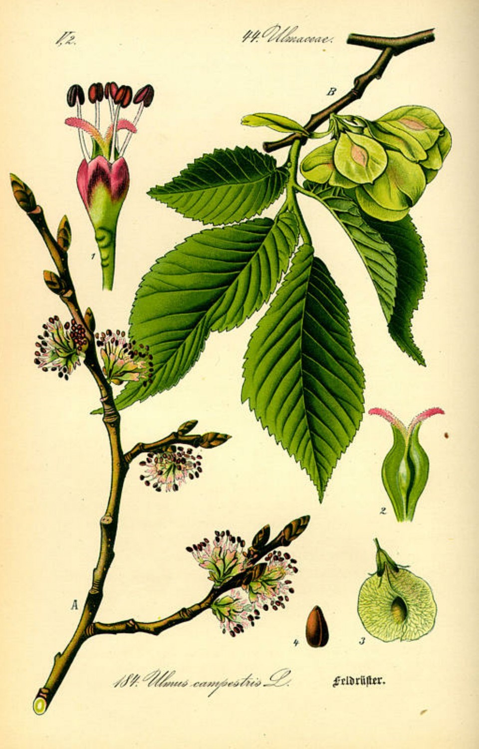 Prof. Dr. Otto Wilhelm Thomé Flora von Deutschland, Österreich und der Schweiz 1885
