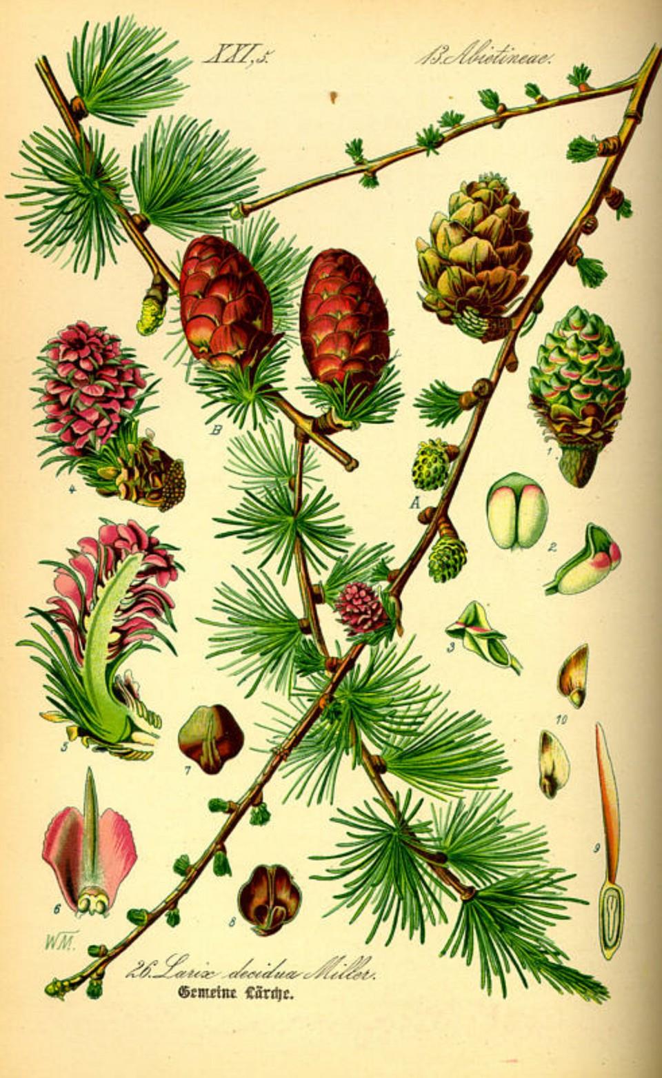 Prof. Dr. Otto Wilhelm Thomé Flora von Deutschland, Österreich und der Schweiz 1885