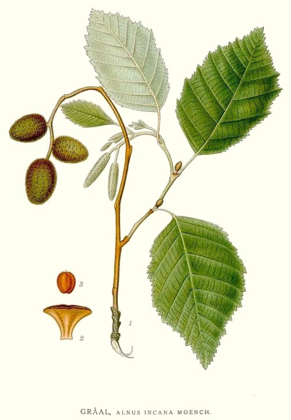 Carl Axel Magnus Lindman Bilder ur Nordens Flora 1901-1905