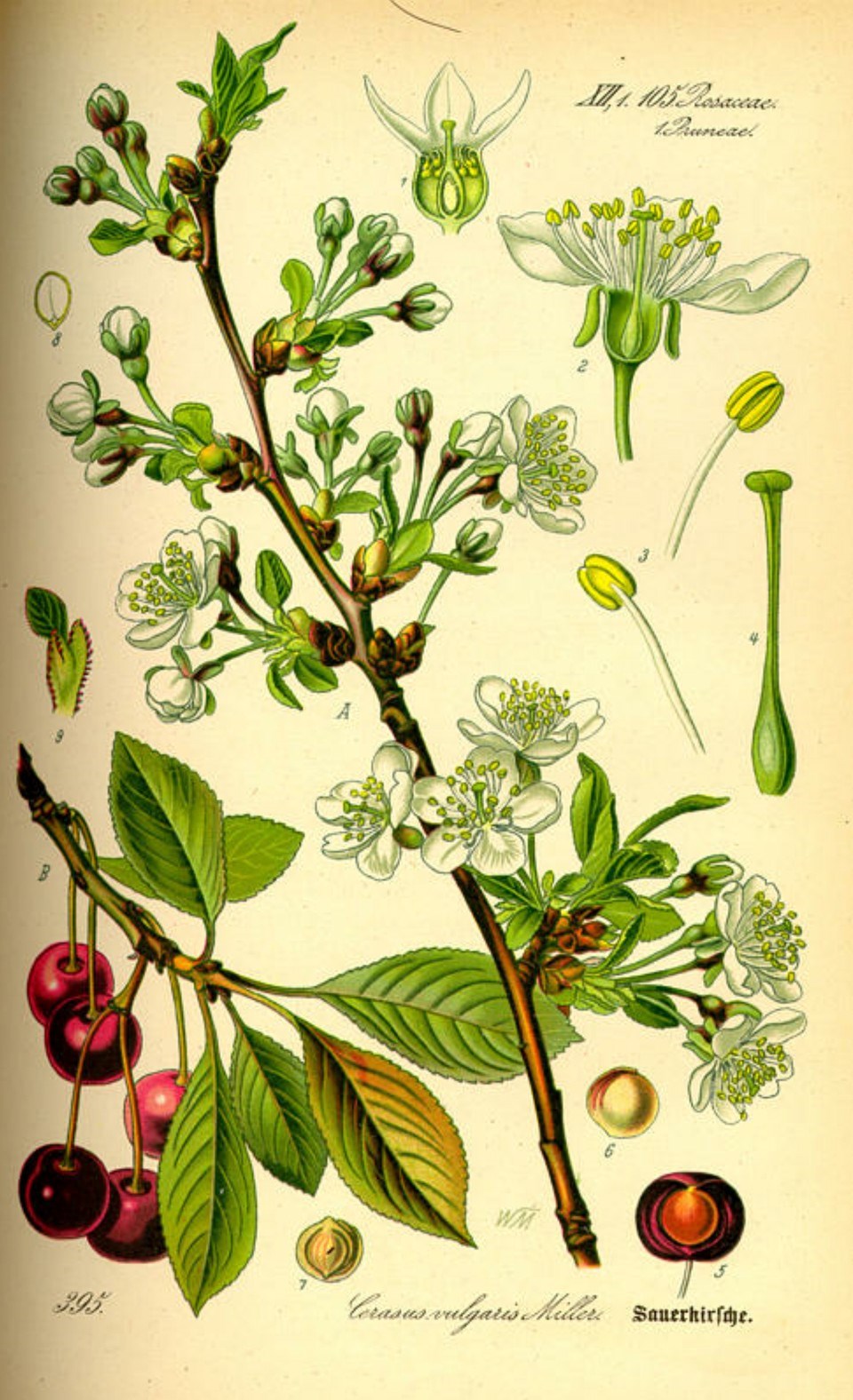 Prof. Dr. Otto Wilhelm Thomé Flora von Deutschland, Österreich und der Schweiz 1885